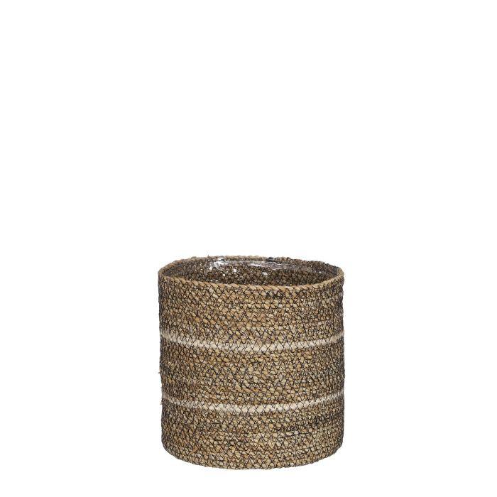 Mand Celestial wit D20 en pot. Plante verte type Mand Celestial wit D20, livrée en pot, idéale pour intérieur lumineux.