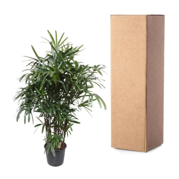 Rhapis Excelsa en pot Ø40cm. Plante verte type Rhapis Excelsa, livrée en pot, idéale pour intérieur lumineux. – Image 3