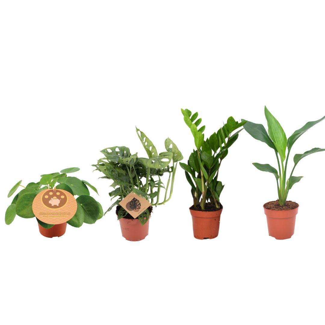 Musthave Plantenbox en pot Ø12cm  Hauteur 20cm. Plante verte type Musthave Plantenbox, livrée en pot, idéale pour intérieur lumineux.