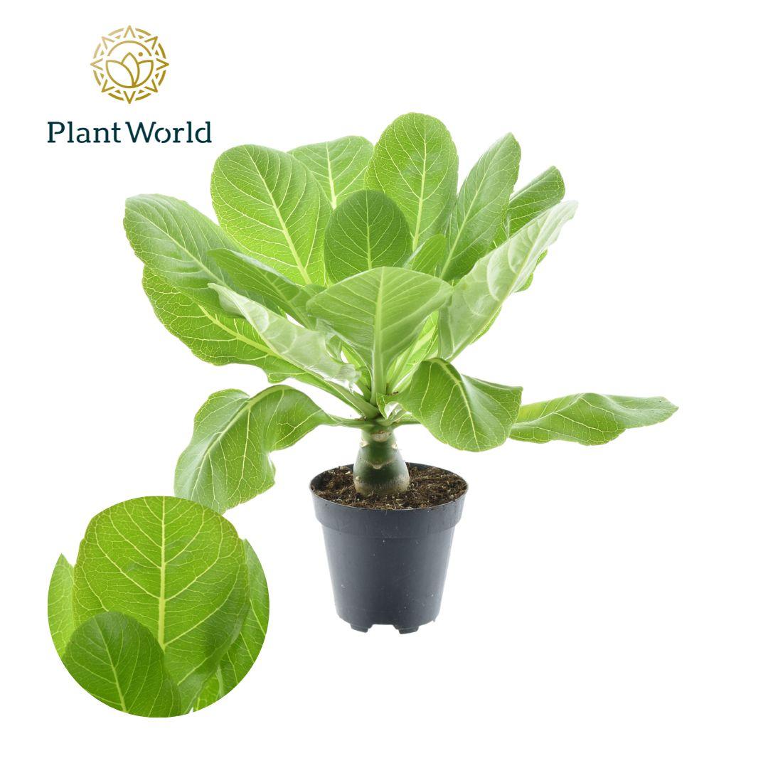 Brighamia Insignis 'Hawaii Palm' P12 en pot Ø12cm  Hauteur 37cm. Plante verte type Brighamia Insignis 'Hawaii Palm' P12, livrée en pot, idéale pour intérieur lumineux.