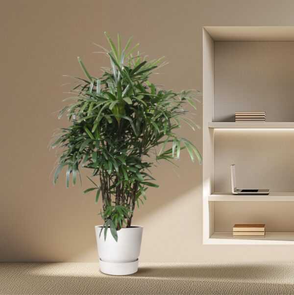 Rhapis Excelsa en pot Ø40cm. Plante verte type Rhapis Excelsa, livrée en pot, idéale pour intérieur lumineux. – Image 4