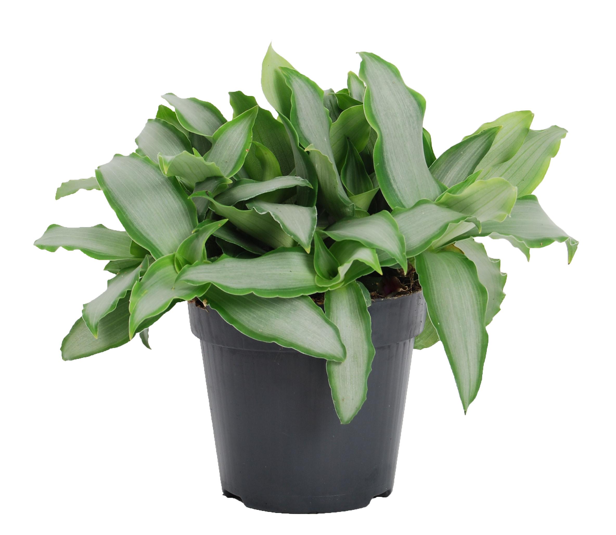 Murdannia Loriformus 'Bright Star' en pot Ø12cm  Hauteur 20cm. Plante verte type Murdannia Loriformus 'Bright Star', livrée en pot, idéale pour intérieur lumineux.