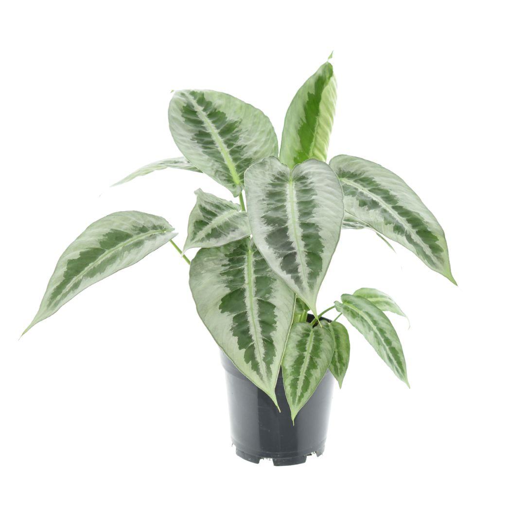 Schismatoglottus Mottleyana P14 en pot Ø14cm  Hauteur 45cm. Plante verte type Schismatoglottus Mottleyana P14, livrée en pot, idéale pour intérieur lumineux.