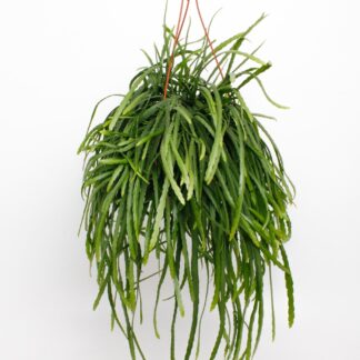Lepismium Bolivianum en pot Ø17cm  Hauteur 25cm. Plante verte type Lepismium Bolivianum, livrée en pot, idéale pour intérieur lumineux.
