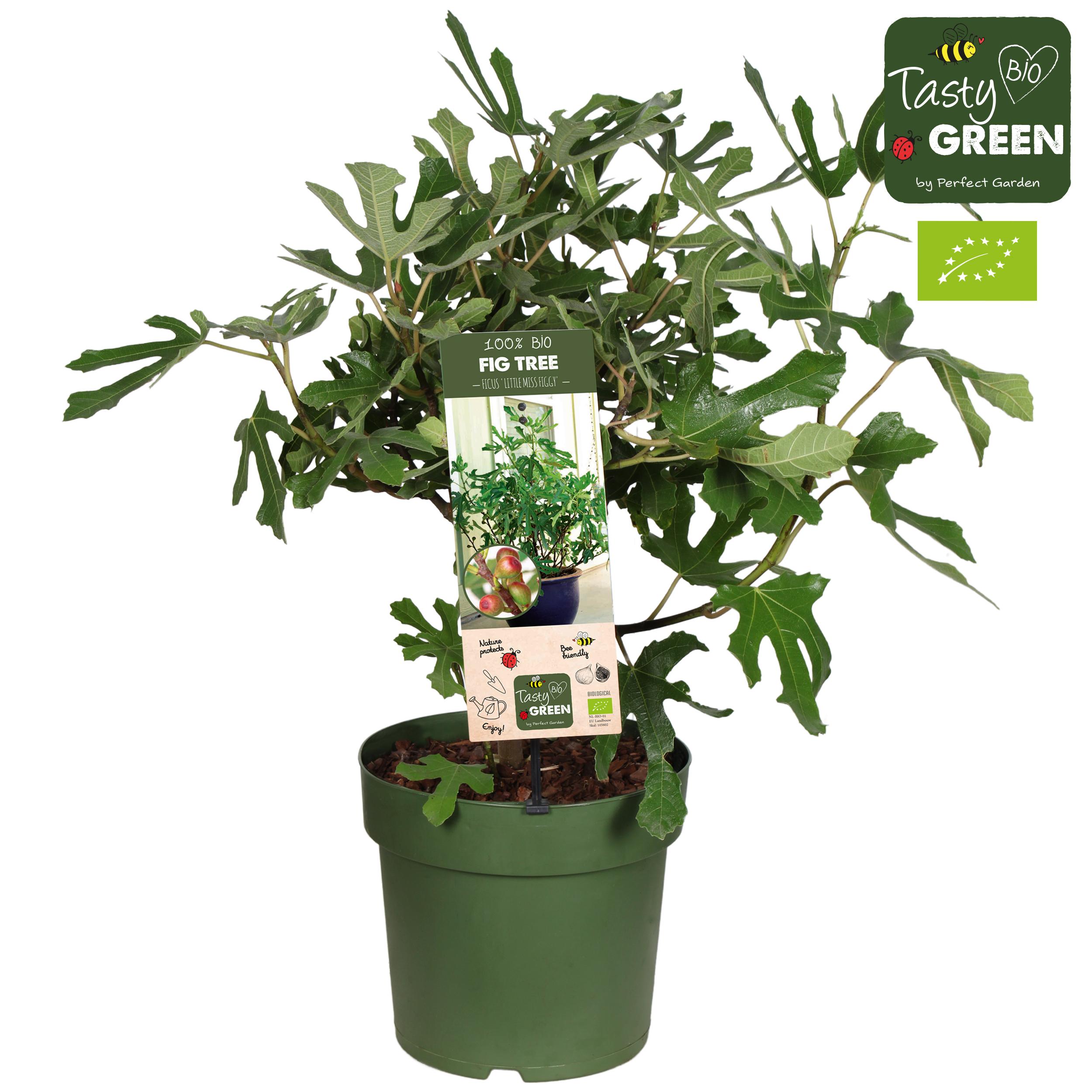 Ficus Carica 'Little Miss Figgy' Bio en pot Ø23cm  Hauteur 50cm. Plante verte type Ficus Carica 'Little Miss Figgy' Bio, livrée en pot, idéale pour intérieur lumineux.