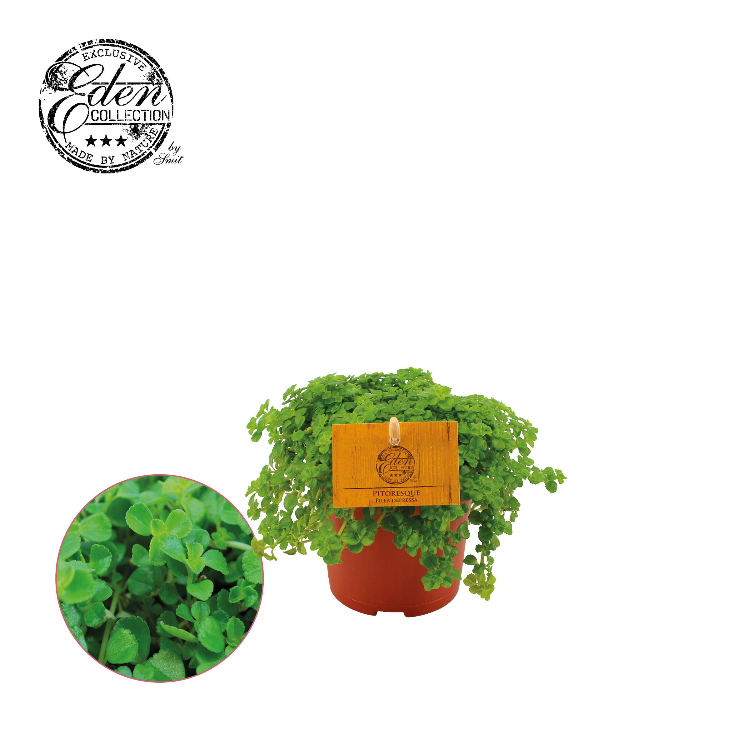 Pilea Depressa en pot Ø10cm  Hauteur 15cm. Plante verte type Pilea Depressa, livrée en pot, idéale pour intérieur lumineux.