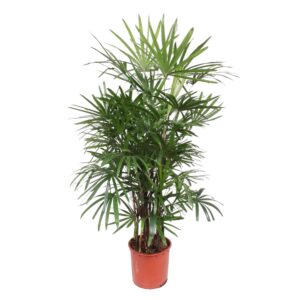 Rhapis Excelsa en pot Ø34cm. Plante verte type Rhapis Excelsa, livrée en pot, idéale pour intérieur lumineux.