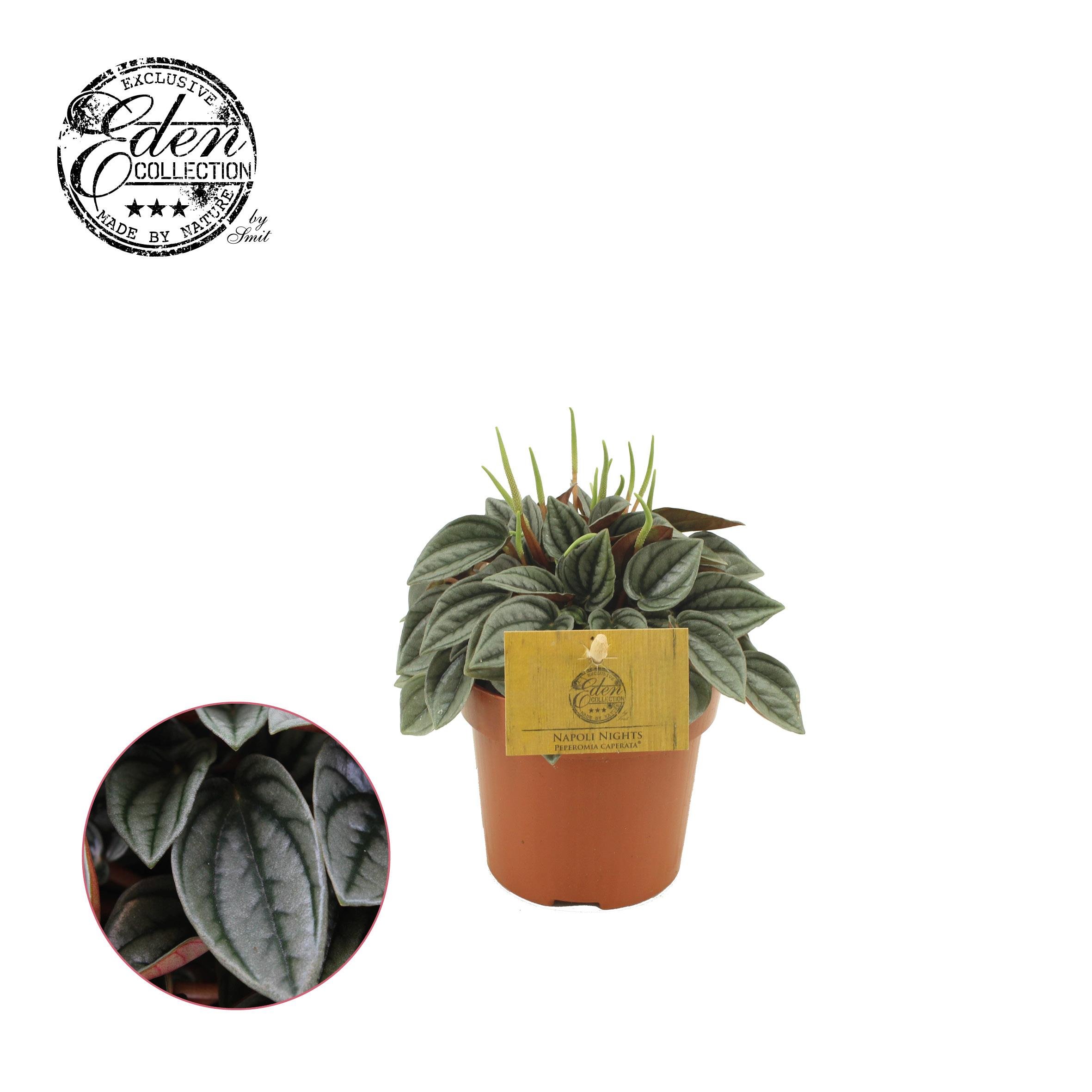 Peperomia Napoli Nights en pot Ø10cm  Hauteur 15cm. Plante verte type Peperomia Napoli Nights, livrée en pot, idéale pour intérieur lumineux.