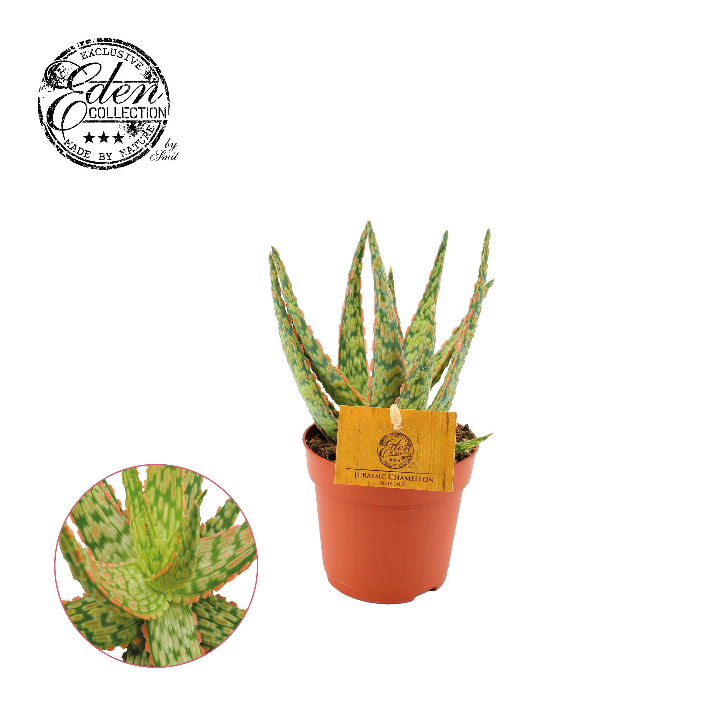 Aloe Hybride en pot Ø10cm  Hauteur 15cm. Plante verte type Aloe Hybride, livrée en pot, idéale pour intérieur lumineux.