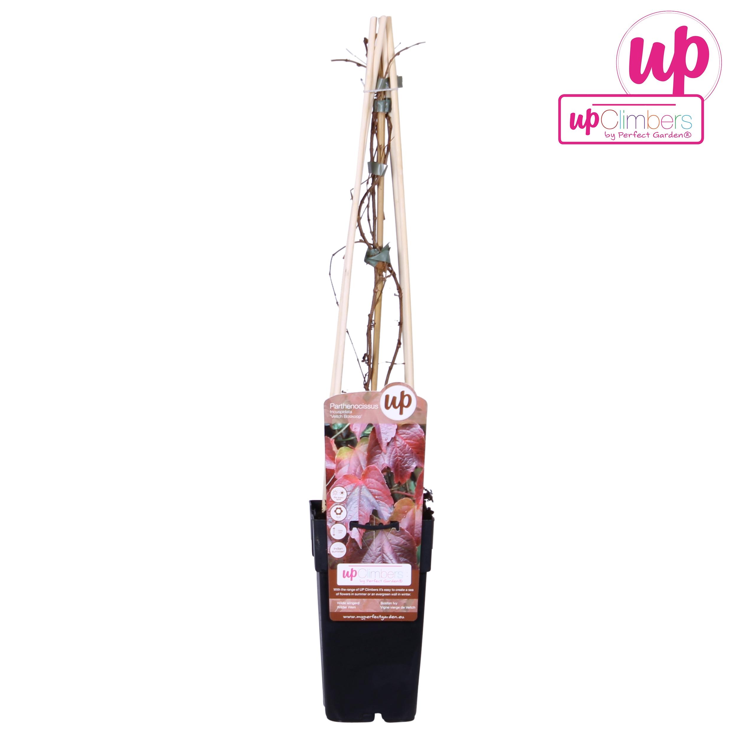 Parthenocissus Tricuspidata 'Veitch Boskoop' P15 en pot Ø15cm  Hauteur 65cm. Plante verte type Parthenocissus Tricuspidata 'Veitch Boskoop' P15, livrée en pot, idéale pour intérieur lumineux.