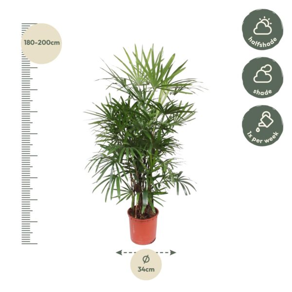 Rhapis Excelsa en pot Ø34cm. Plante verte type Rhapis Excelsa, livrée en pot, idéale pour intérieur lumineux. – Image 2