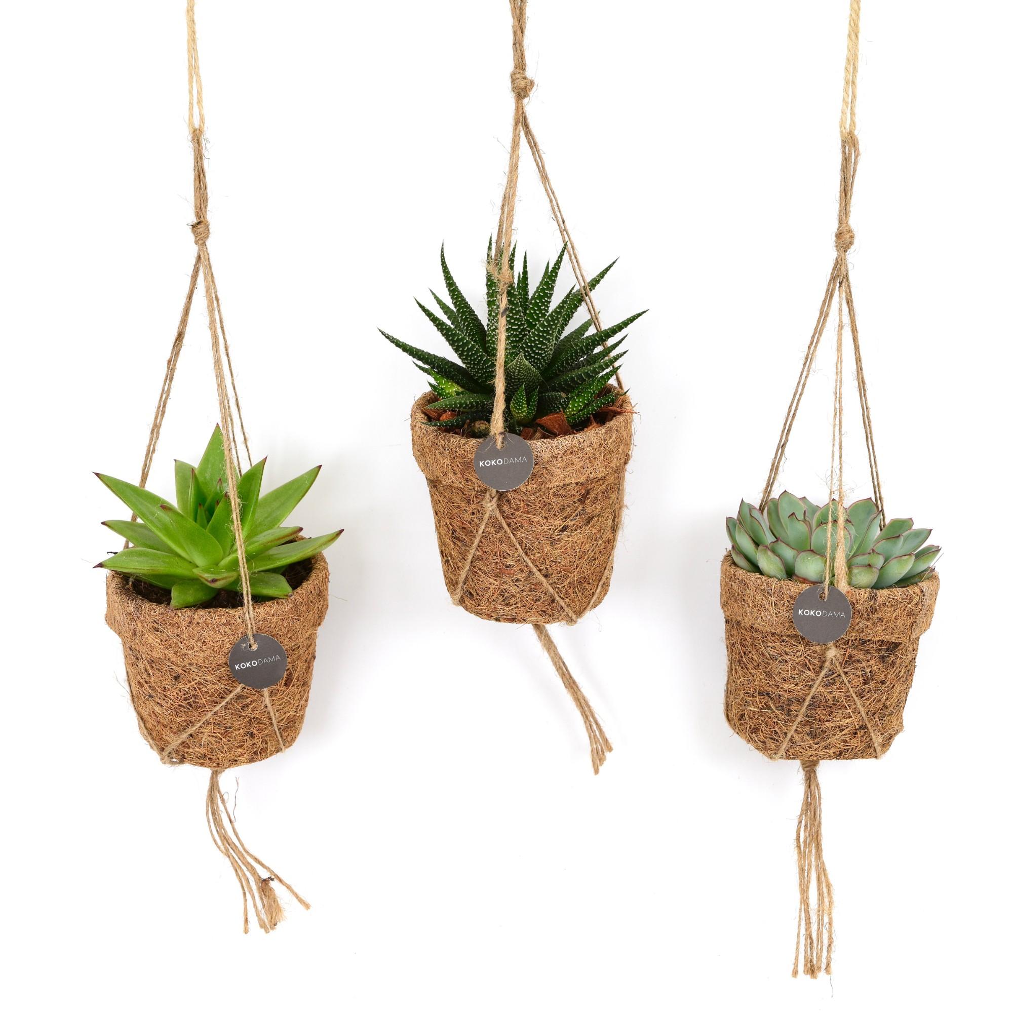 Kokopot String Succulehnt Mix en pot Ø10cm  Hauteur 15cm. Plante verte type Kokopot String Succulehnt Mix, livrée en pot, idéale pour intérieur lumineux.