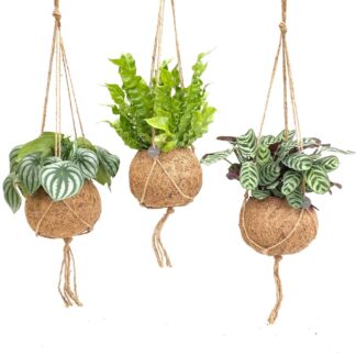 Kokodama Jungle Mix en pot Ø17cm  Hauteur 28cm. Plante verte type Kokodama Jungle Mix, livrée en pot, idéale pour intérieur lumineux.