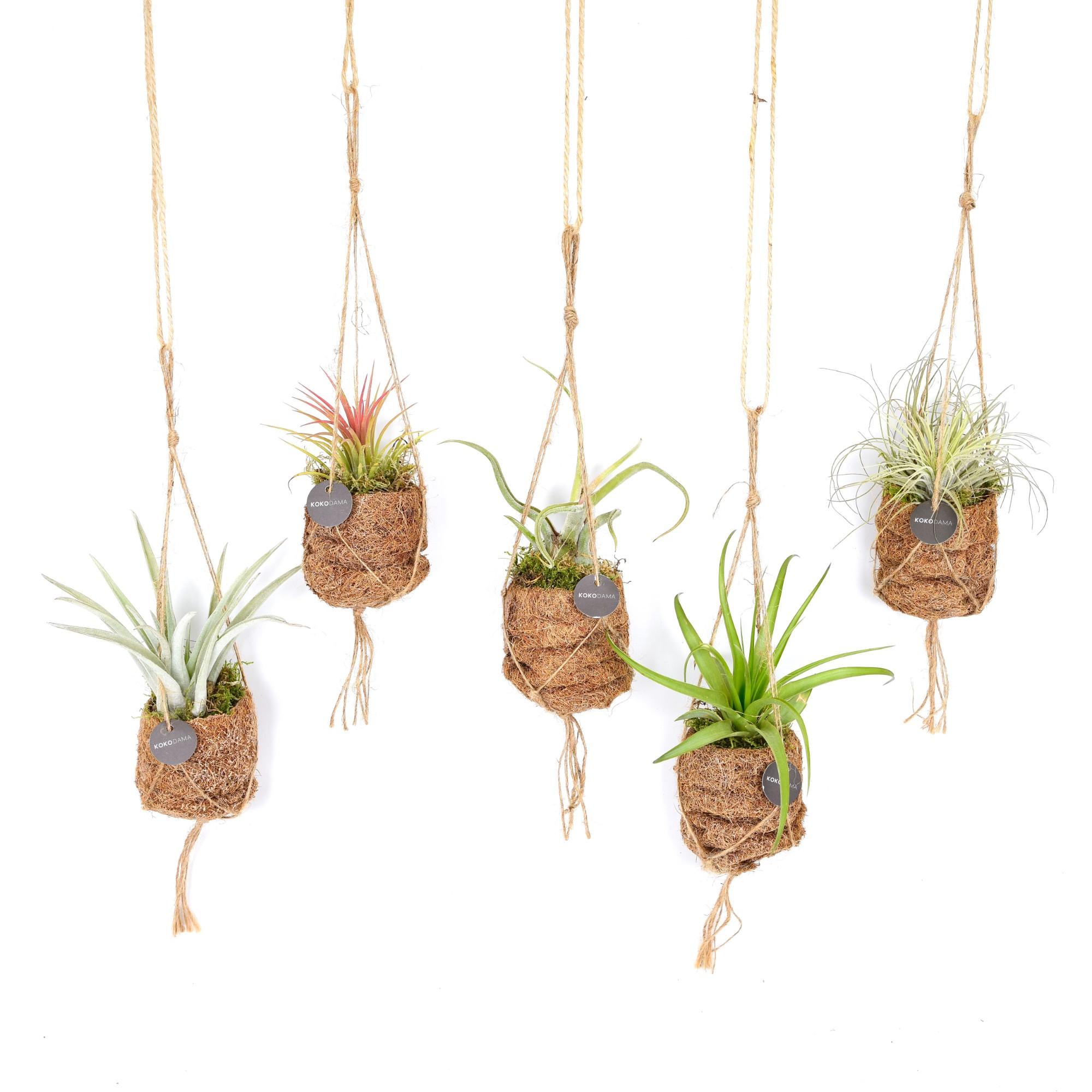 Kokodama Birdnest Tillandsia Mix en pot Ø7cm  Hauteur 5cm. Plante verte type Kokodama Birdnest Tillandsia Mix, livrée en pot, idéale pour intérieur lumineux.