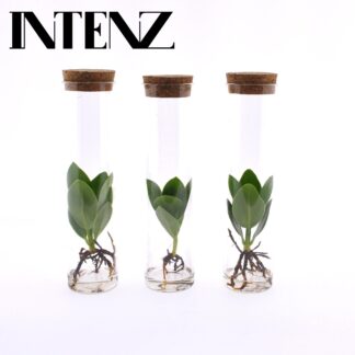 Clusia in Tube Glas en pot Ø5cm  Hauteur 15cm. Plante verte type Clusia in Tube Glas, livrée en pot, idéale pour intérieur lumineux.