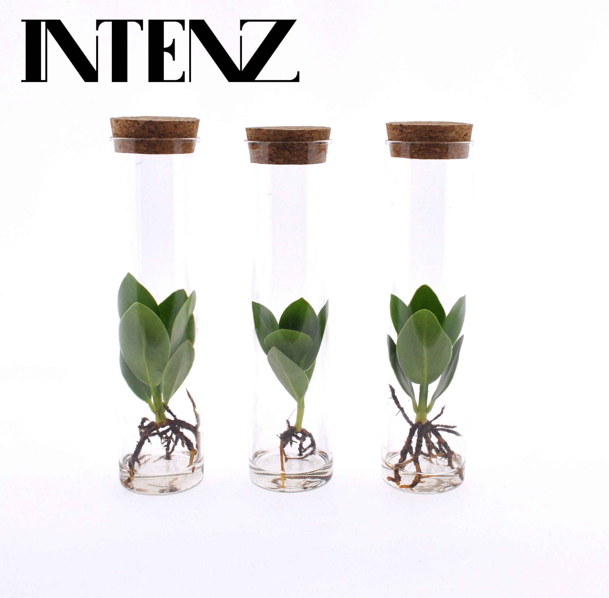 Clusia in Tube Glas en pot Ø5cm  Hauteur 15cm. Plante verte type Clusia in Tube Glas, livrée en pot, idéale pour intérieur lumineux.