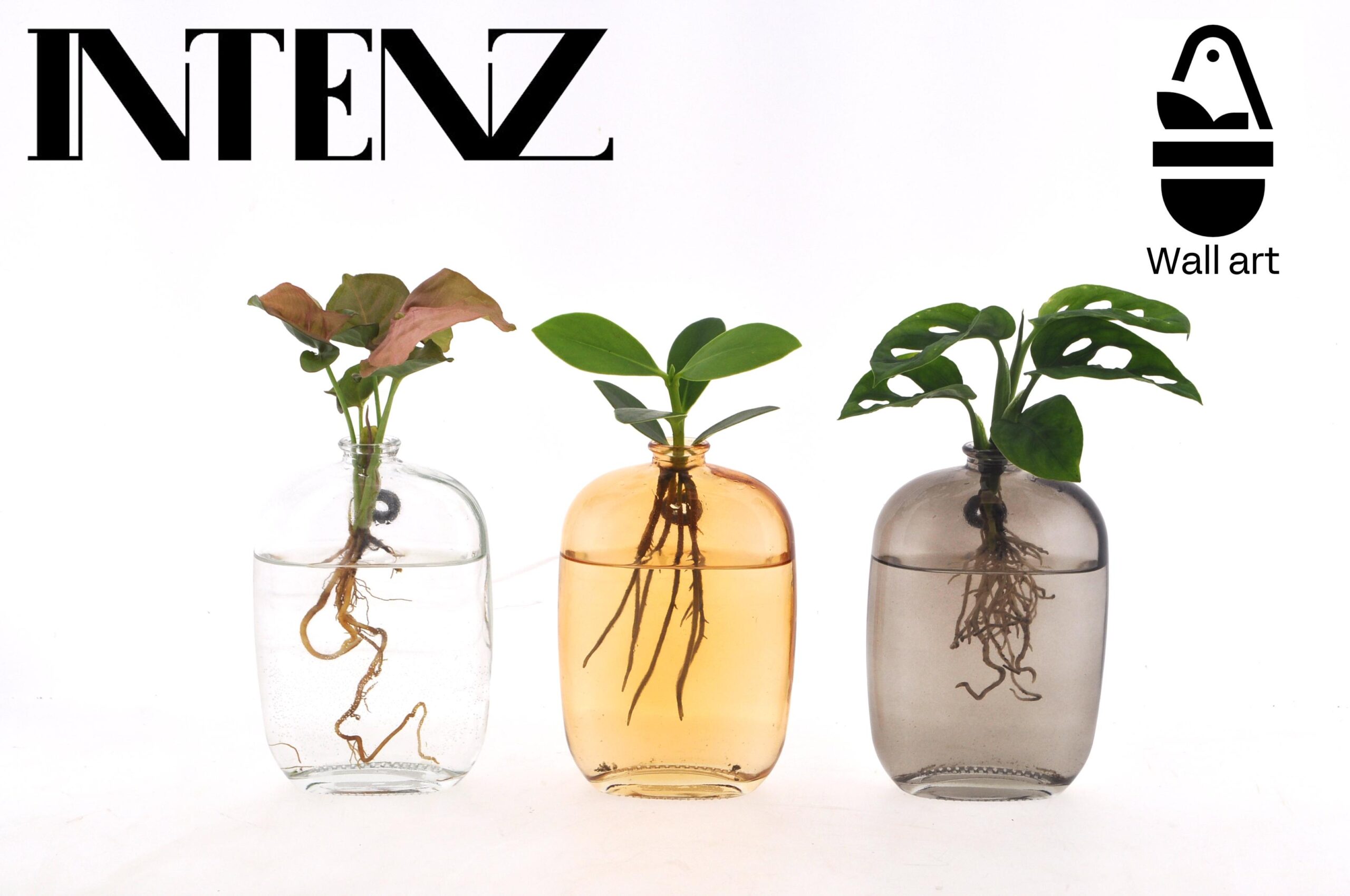 Kamerplanten Mix in Santiago Glas Wall Art en pot Ø7cm  Hauteur 10cm. Plante verte type Kamerplanten Mix in Santiago Glas Wall Art, livrée en pot, idéale pour intérieur lumineux.