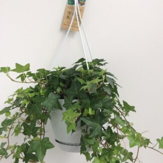Hedera Helix Groen en pot Ø17cm. Plante verte type Hedera Helix Groen, livrée en pot, idéale pour intérieur lumineux.