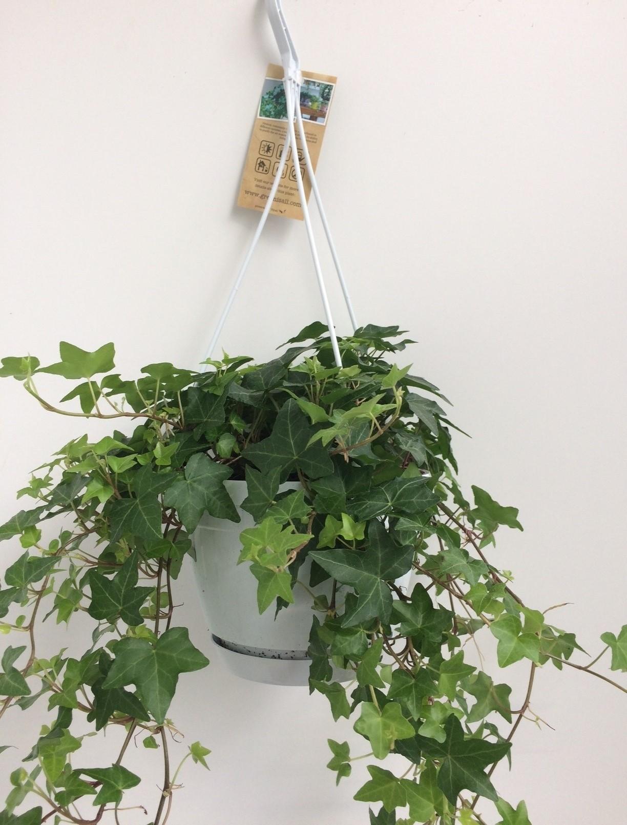 Hedera Helix Groen en pot Ø17cm. Plante verte type Hedera Helix Groen, livrée en pot, idéale pour intérieur lumineux.