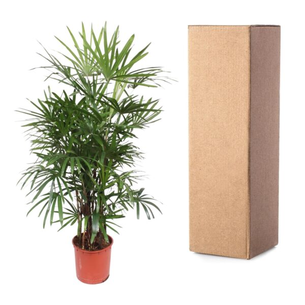 Rhapis Excelsa en pot Ø34cm. Plante verte type Rhapis Excelsa, livrée en pot, idéale pour intérieur lumineux. – Image 3