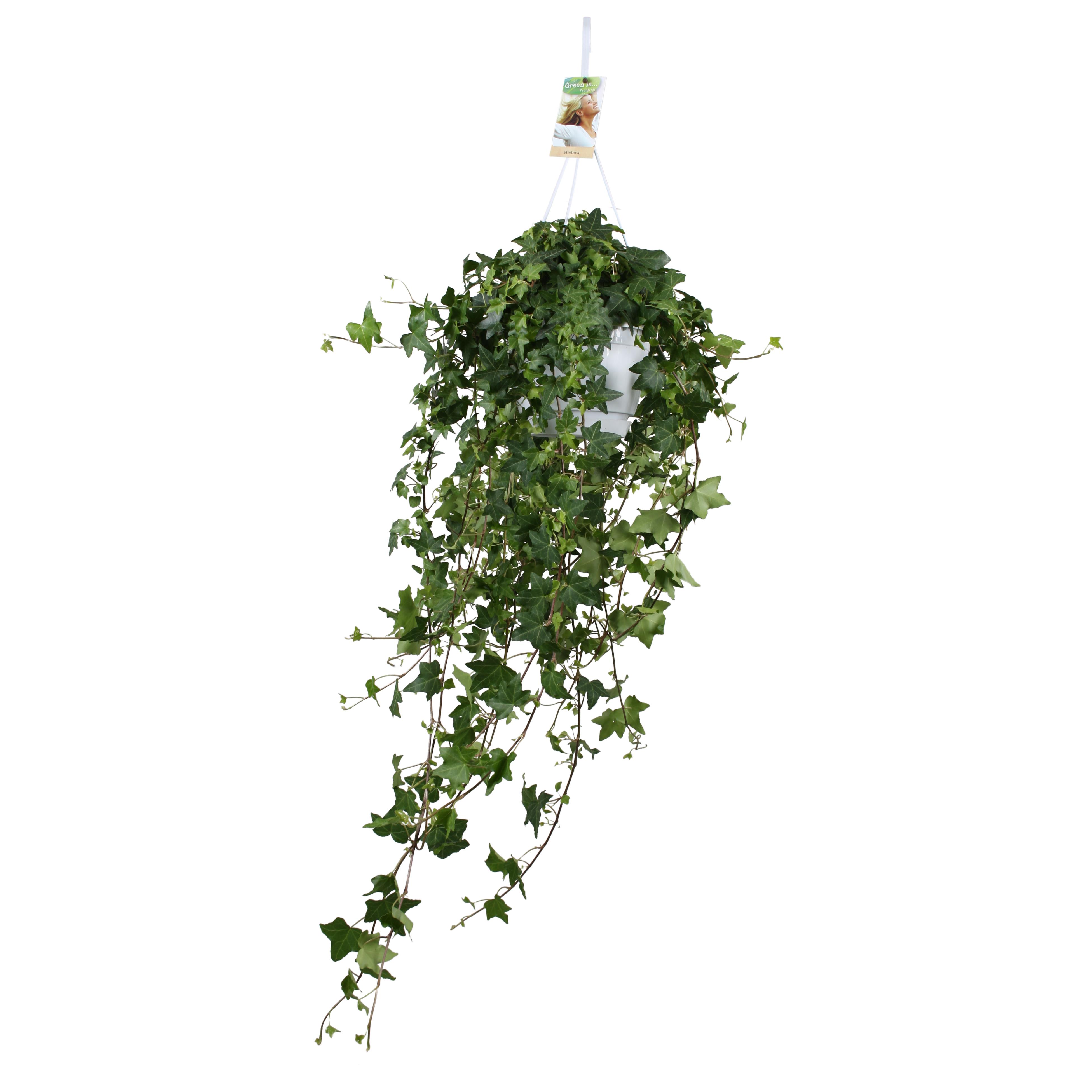 Hedera Helix Pitsburg en pot Ø17cm  Hauteur 90cm. Plante verte type Hedera Helix Pitsburg, livrée en pot, idéale pour intérieur lumineux.