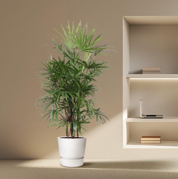 Rhapis Excelsa en pot Ø34cm. Plante verte type Rhapis Excelsa, livrée en pot, idéale pour intérieur lumineux. – Image 4