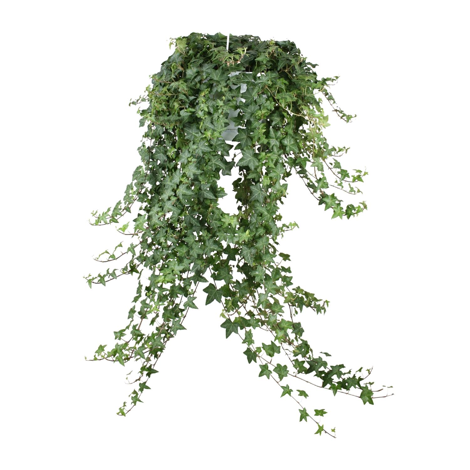 Hedera Helix Pitsburg en pot Ø24cm. Plante verte type Hedera Helix Pitsburg, livrée en pot, idéale pour intérieur lumineux. – Image 2