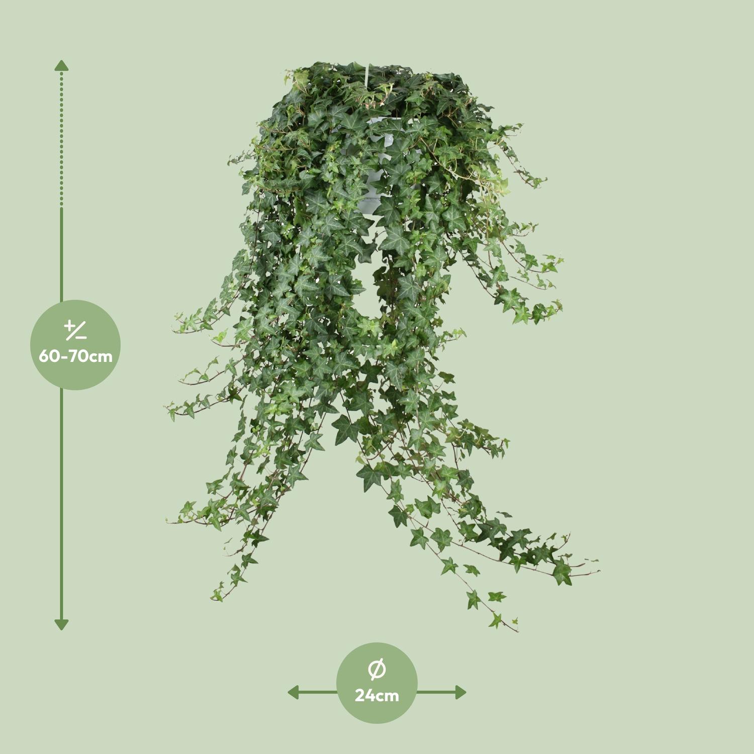 Hedera Helix Pitsburg en pot Ø24cm. Plante verte type Hedera Helix Pitsburg, livrée en pot, idéale pour intérieur lumineux. – Image 4