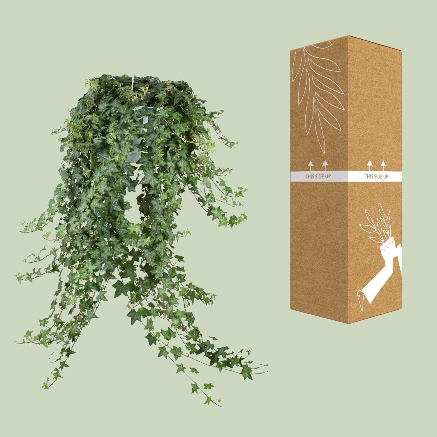 Hedera Helix Pitsburg en pot Ø24cm. Plante verte type Hedera Helix Pitsburg, livrée en pot, idéale pour intérieur lumineux. – Image 5