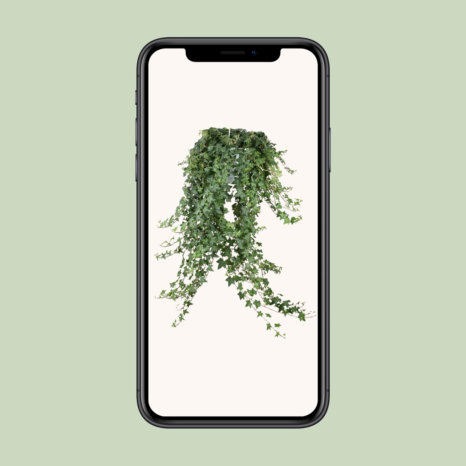 Hedera Helix Pitsburg en pot Ø24cm. Plante verte type Hedera Helix Pitsburg, livrée en pot, idéale pour intérieur lumineux. – Image 6