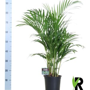 Dypsis Lutescens 120 en pot Ø19cm  Hauteur 100cm. Plante verte type Dypsis Lutescens 120, livrée en pot, idéale pour intérieur lumineux.