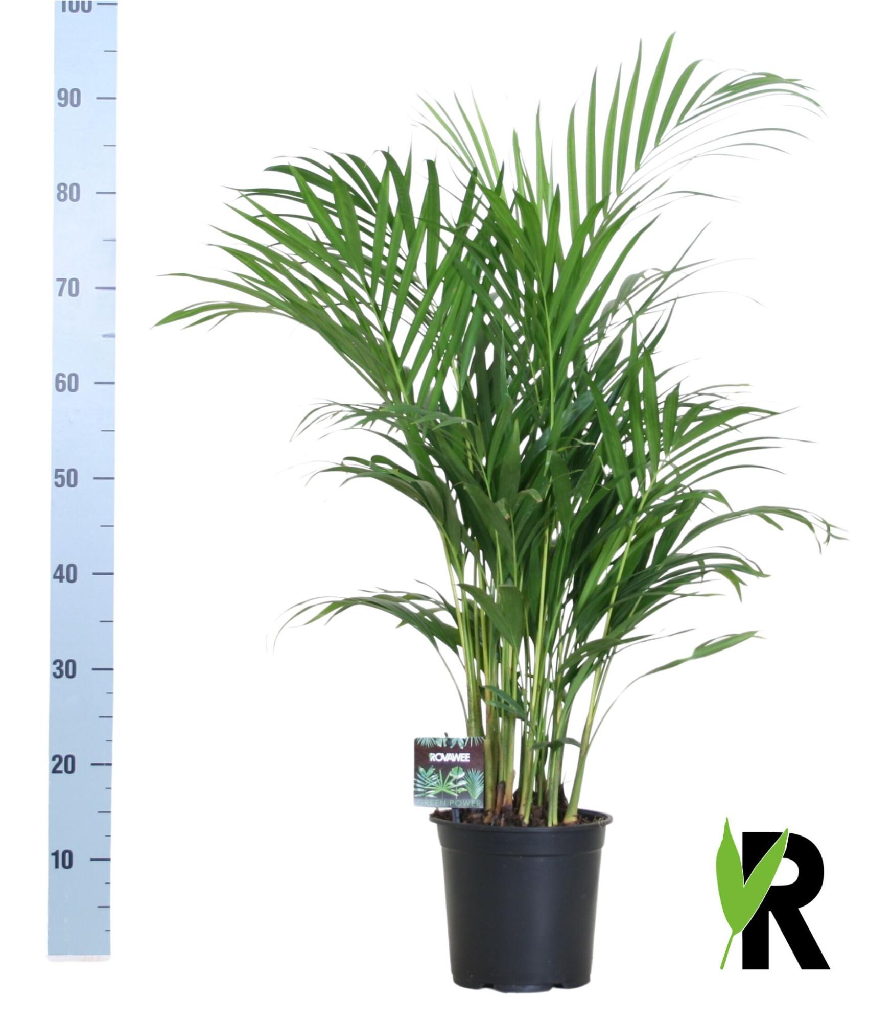 Dypsis Lutescens 120 en pot Ø19cm  Hauteur 100cm. Plante verte type Dypsis Lutescens 120, livrée en pot, idéale pour intérieur lumineux.