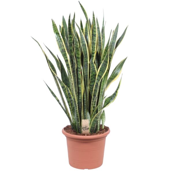 Sansevieria Laurentii en pot Ø35cm. Plante verte type Sansevieria Laurentii, livrée en pot, idéale pour intérieur lumineux.