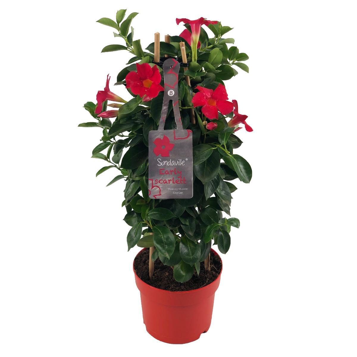 PROMO en pot Ø17cm  Hauteur 55cm. Plante verte type PROMO, livrée en pot, idéale pour intérieur lumineux.