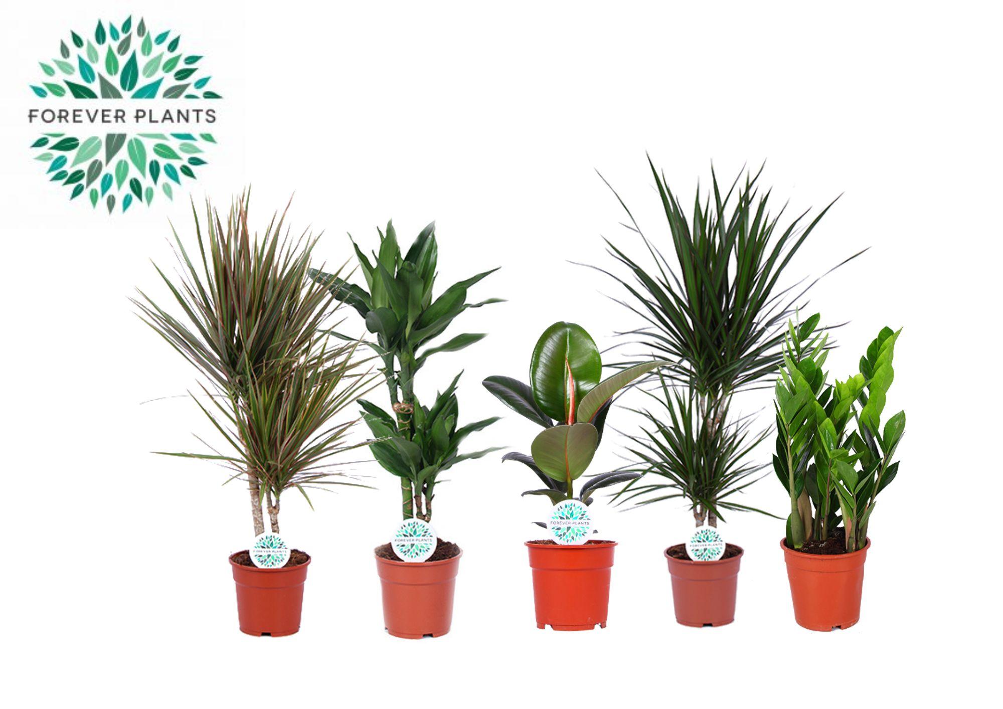Kamerplanten Groen Mix Miquel en pot Ø17cm  Hauteur 55cm. Plante verte type Kamerplanten Groen Mix Miquel, livrée en pot, idéale pour intérieur lumineux.