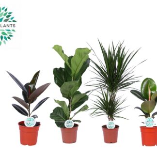 Kamerplanten Groen Mix Lopez en pot Ø17cm  Hauteur 55cm. Plante verte type Kamerplanten Groen Mix Lopez, livrée en pot, idéale pour intérieur lumineux.