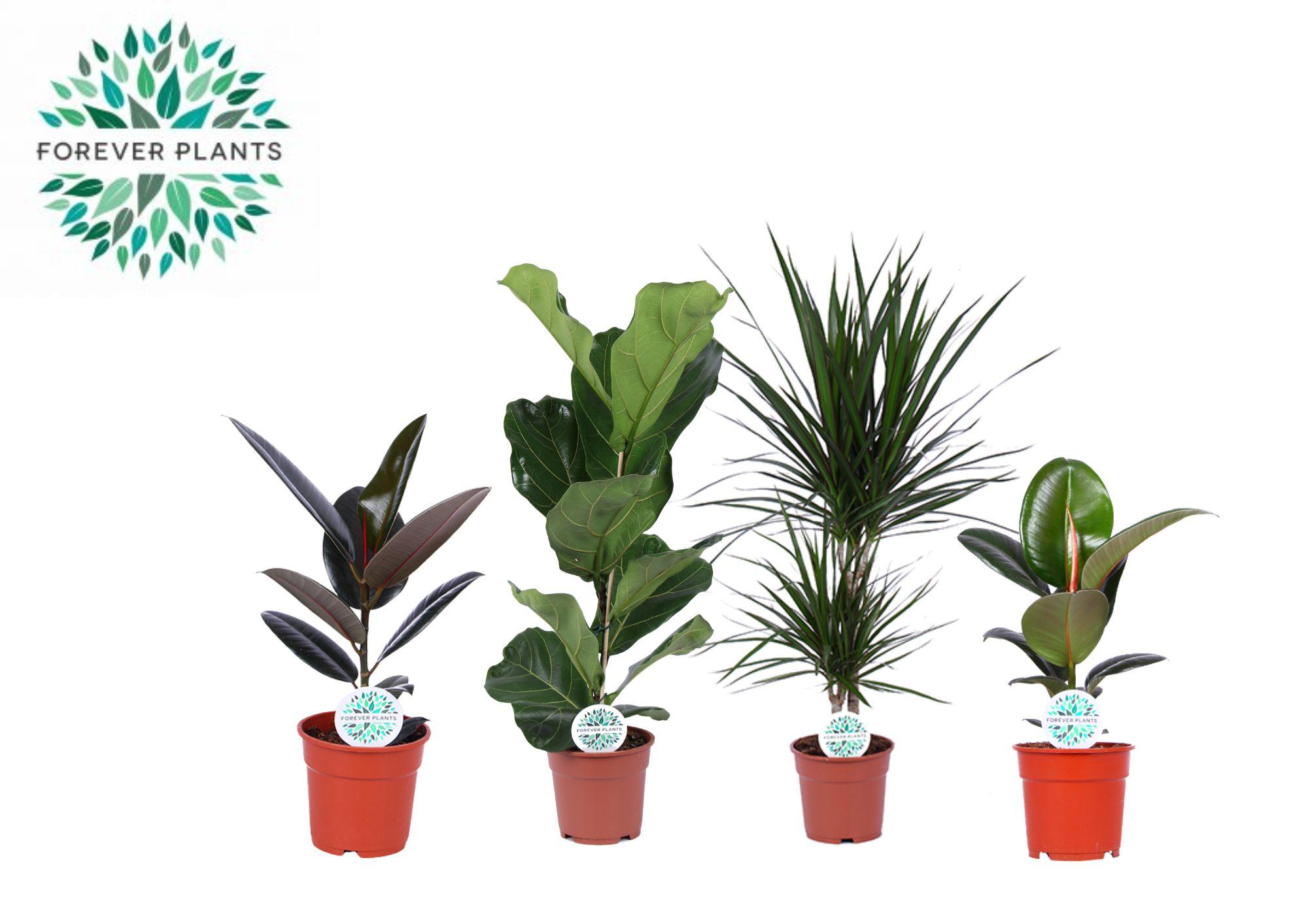 Kamerplanten Groen Mix Lopez en pot Ø17cm  Hauteur 55cm. Plante verte type Kamerplanten Groen Mix Lopez, livrée en pot, idéale pour intérieur lumineux.