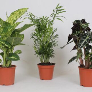 Binnenplanten Mix en pot Ø17cm  Hauteur 45cm. Plante verte type Binnenplanten Mix, livrée en pot, idéale pour intérieur lumineux.