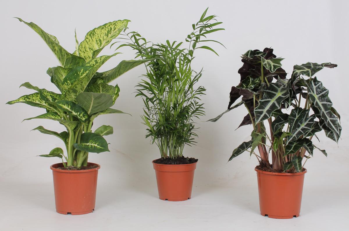 Binnenplanten Mix en pot Ø17cm  Hauteur 45cm. Plante verte type Binnenplanten Mix, livrée en pot, idéale pour intérieur lumineux.