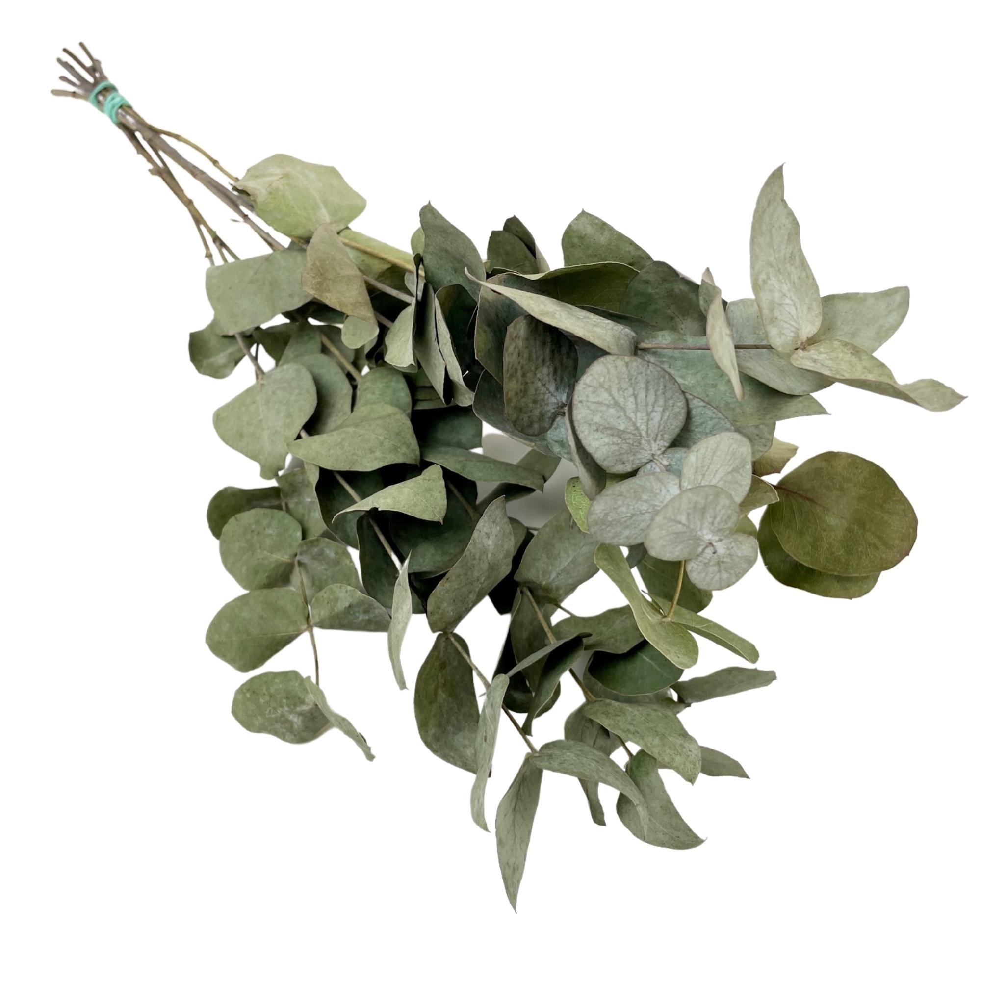 Droogbloemen en pot  Hauteur 50cm. Plante verte type Droogbloemen, livrée en pot, idéale pour intérieur lumineux.