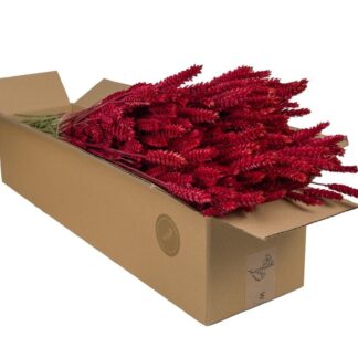 Droogbloemen en pot  Hauteur 60cm. Plante verte type Droogbloemen, livrée en pot, idéale pour intérieur lumineux.