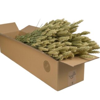 Droogbloemen en pot  Hauteur 60cm. Plante verte type Droogbloemen, livrée en pot, idéale pour intérieur lumineux.