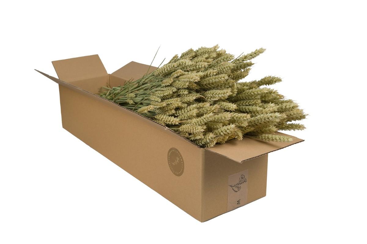 Droogbloemen en pot  Hauteur 60cm. Plante verte type Droogbloemen, livrée en pot, idéale pour intérieur lumineux.