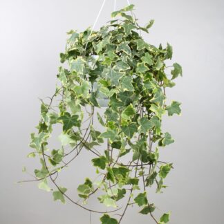Hedera Helix Gold Child en pot Ø24cm. Plante verte type Hedera Helix Gold Child, livrée en pot, idéale pour intérieur lumineux.