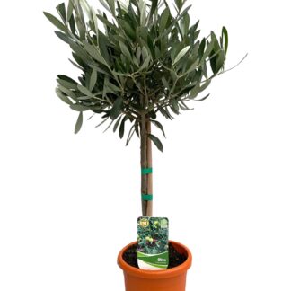 Olea Europaea "op Stam" en pot Ø15cm  Hauteur 60cm. Plante verte type Olea Europaea "op Stam", livrée en pot, idéale pour intérieur lumineux.