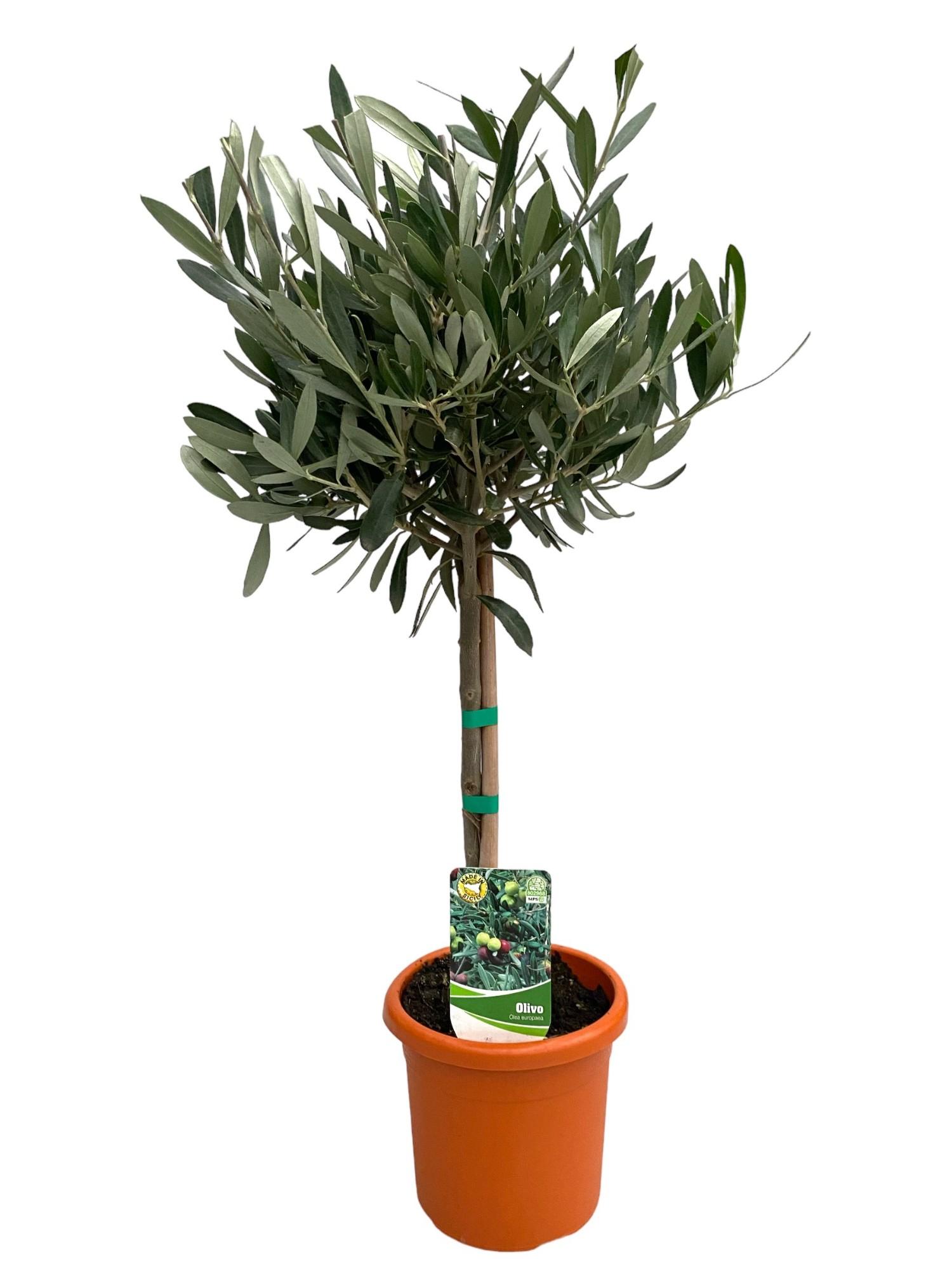 Olea Europaea "op Stam" en pot Ø15cm  Hauteur 60cm. Plante verte type Olea Europaea "op Stam", livrée en pot, idéale pour intérieur lumineux.