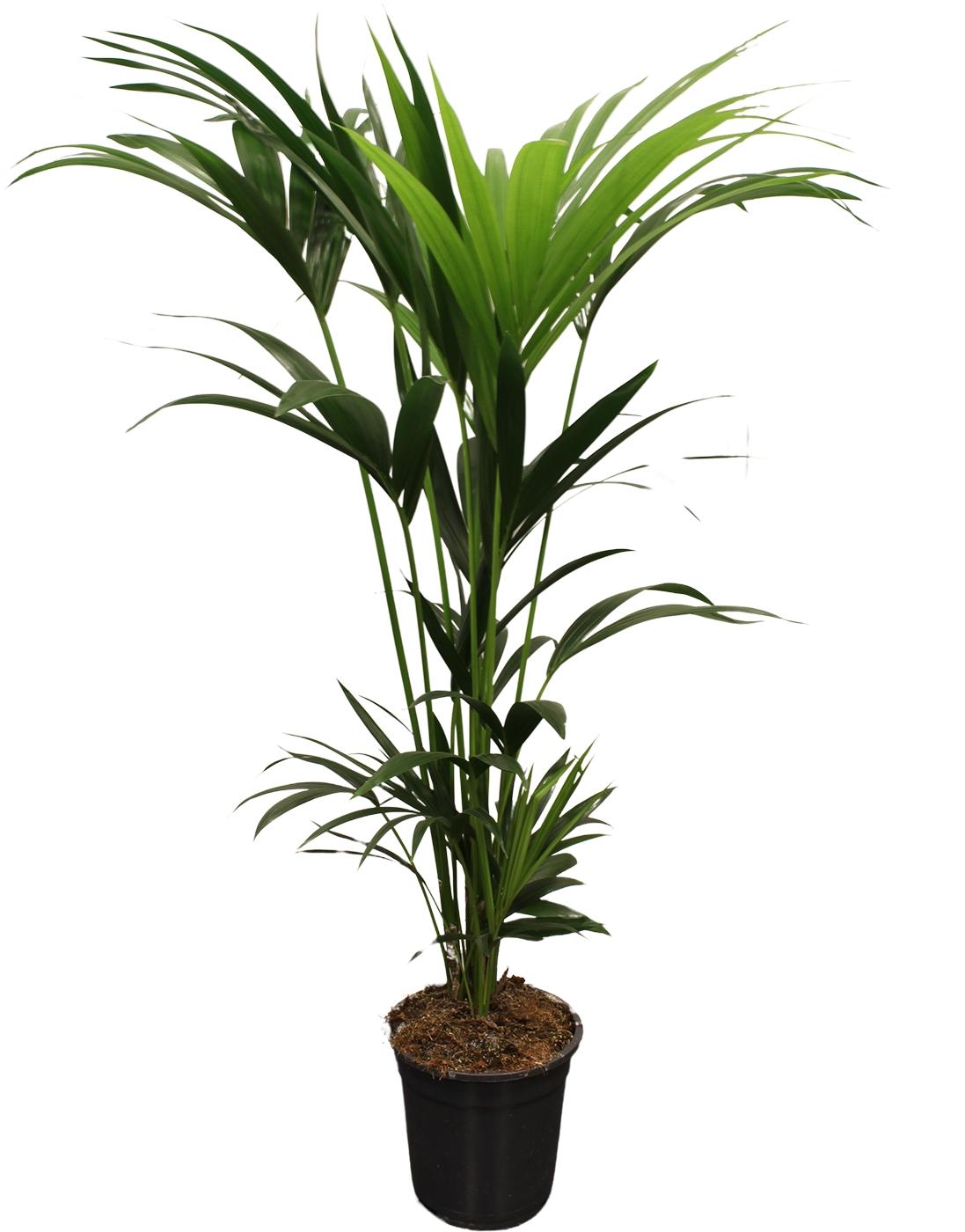 Howea Forsteriana (Kentia) 5 Pit 120 en pot Ø21cm  Hauteur 120cm. Plante verte type Howea Forsteriana (Kentia) 5 Pit 120, livrée en pot, idéale pour intérieur lumineux.