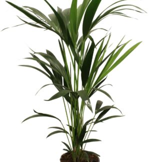 Howea Forsteriana (Kentia) 5 Pit 100 en pot Ø21cm  Hauteur 100cm. Plante verte type Howea Forsteriana (Kentia) 5 Pit 100, livrée en pot, idéale pour intérieur lumineux.
