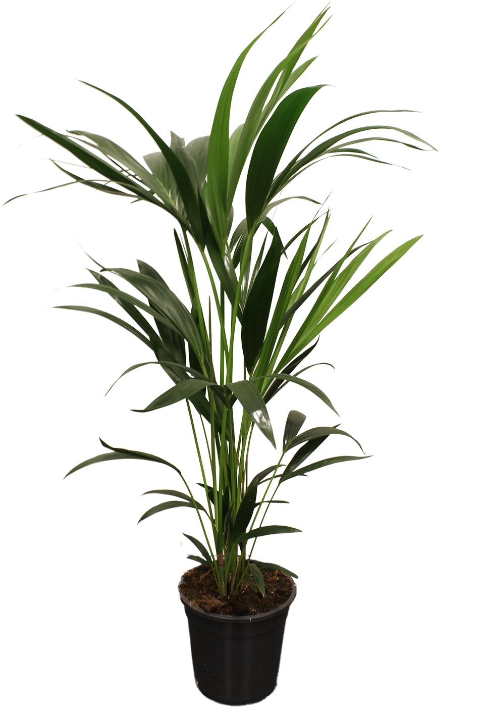 Howea Forsteriana (Kentia) 5 Pit 100 en pot Ø21cm  Hauteur 100cm. Plante verte type Howea Forsteriana (Kentia) 5 Pit 100, livrée en pot, idéale pour intérieur lumineux.