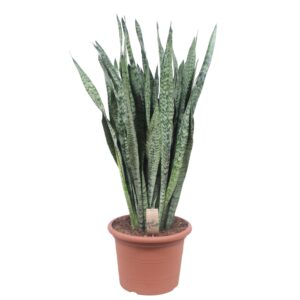 Sansevieria Zeylenica en pot Ø35cm. Plante verte type Sansevieria Zeylenica, livrée en pot, idéale pour intérieur lumineux.